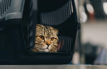 Como acostumar o animal à caixa de transporte
