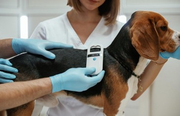 O que é o microchip animal e como ele funciona?